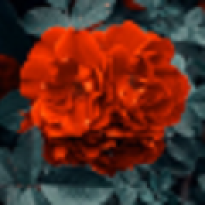 Profile photo of Islam